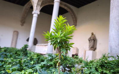 Visitas guiadas gratuitas al Itinerario de botánica andalusí (Museo de Santa Cruz, Toledo)