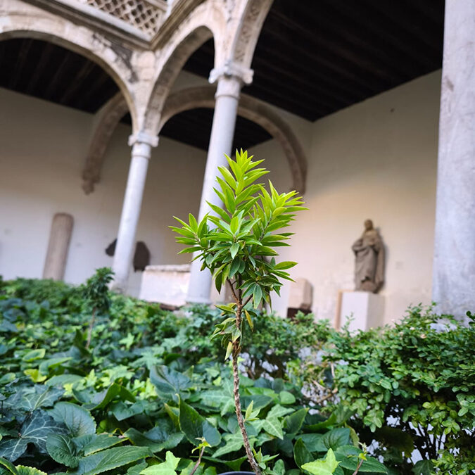 Visitas guiadas gratuitas al Itinerario de botánica andalusí (Museo de Santa Cruz, Toledo)