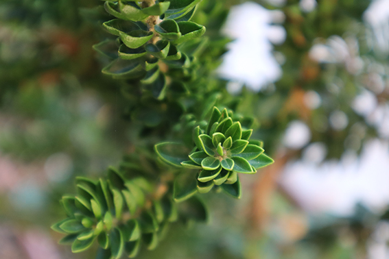 Un arrayán en Tu Bishvat