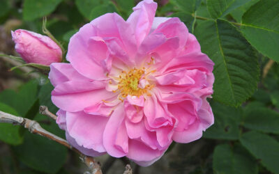 Sembrar patrimonio: rosas antiguas y medievales en el Museo de Santa Cruz