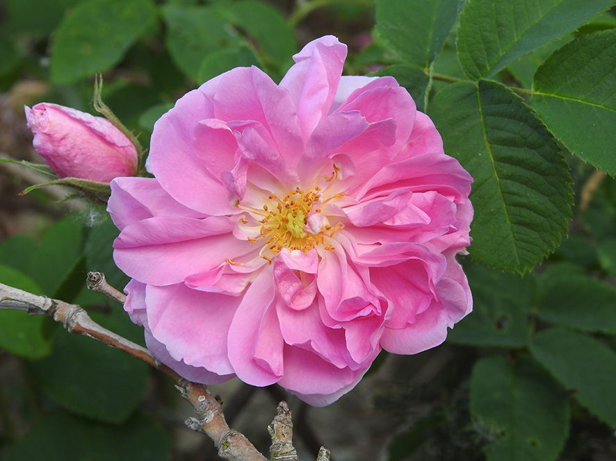 Sembrar patrimonio: rosas antiguas y medievales en el Museo de Santa Cruz