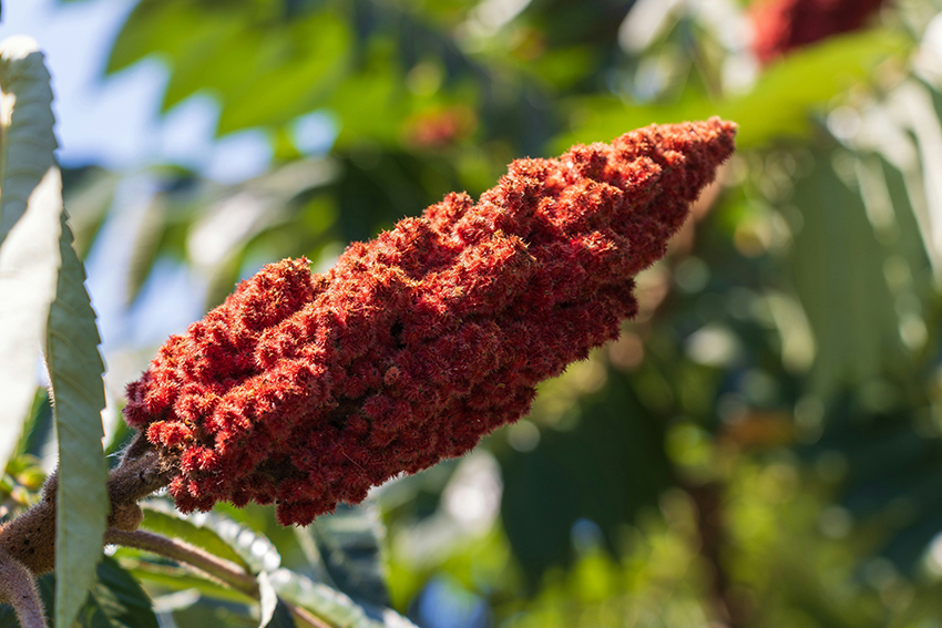 Taller El cultivo de los gestos. Un paseo danzado por el jardín andalusí