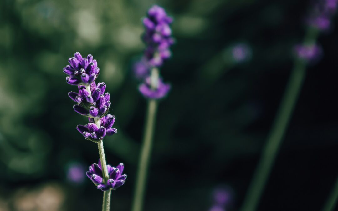 Itinerario de botánica andalusí | Visitas guiadas junio 2025