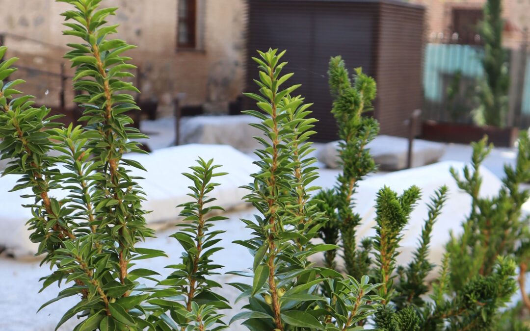 Taller | El arrayán morisco de al-Ándalus a Sefarad