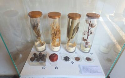 «Pequeñas grandes historias del paisaje andalusí. La arqueología de animales y plantas»